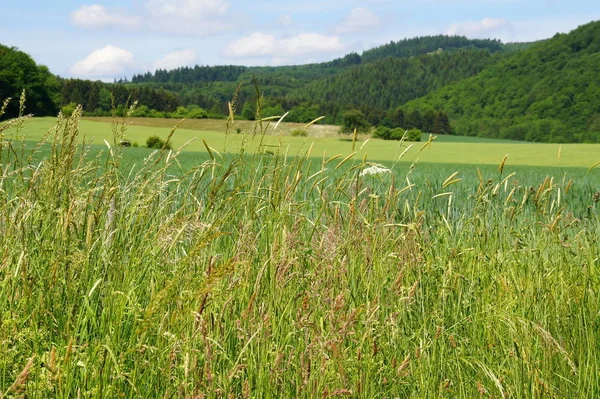 Prado Hierba Verde Con Flores Verano — Foto de Stock