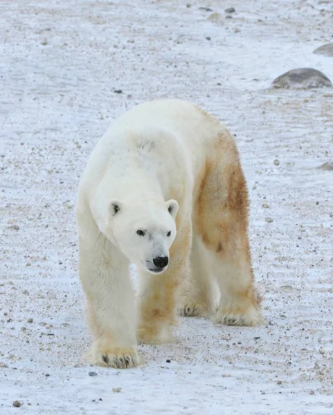 Polar Bear Native Habitat Snow Frost Winter — Stock Photo, Image