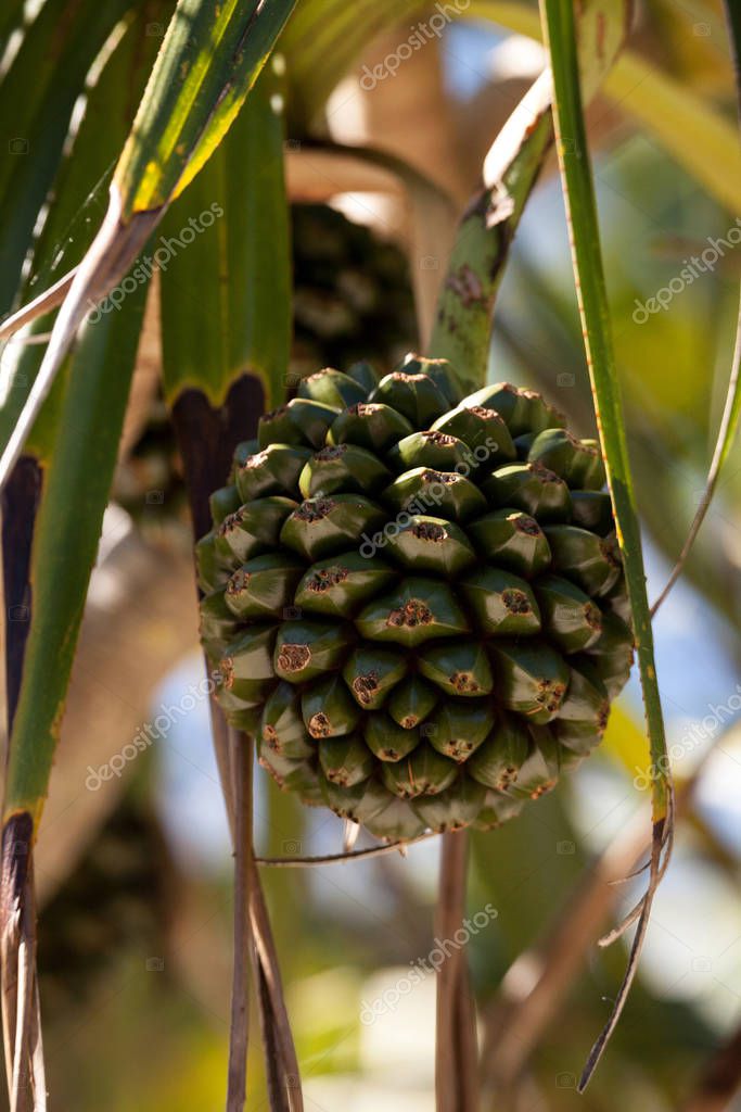 Tornillo fruto de pino Pandanus utilis crece en un árbol en el sureste de Florida, pero también