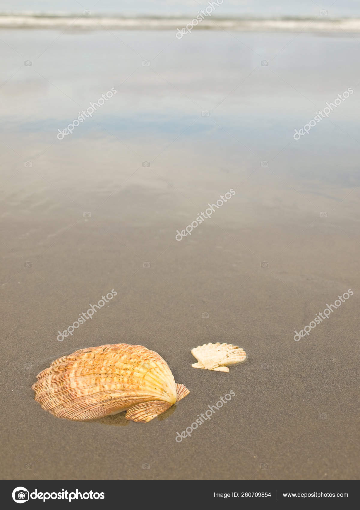 Scallop Shells Wet Sandy Beach Stock Photo by ©YAYImages 260709854