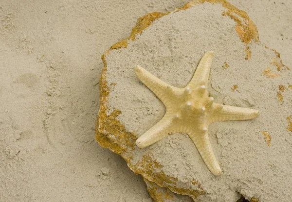 大石头上的海星 — 图库照片