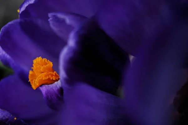 Crocus Fleur Dans Jardin Printemps — Photo