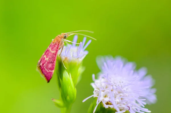 Mały Różowy Ćma Jedzenie Nektar Kwiat Trawy — Zdjęcie stockowe