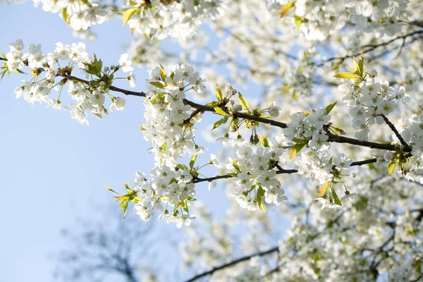 Kwiat Białego Kwiatu Ścieśniać Flora — Zdjęcie stockowe