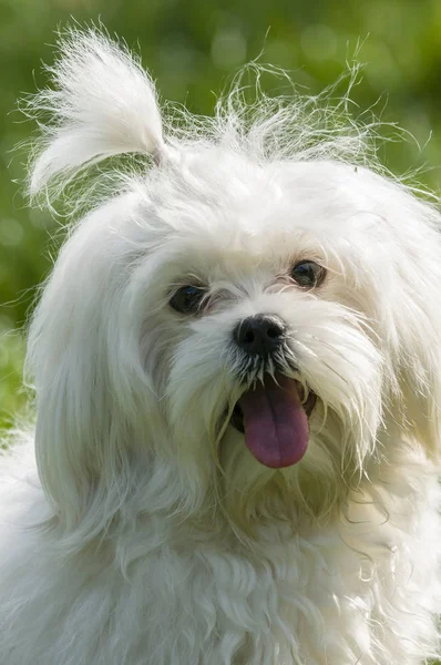 Perro Maltés Cerca Con Lengua Hacia Fuera Cara Feliz — Foto de Stock