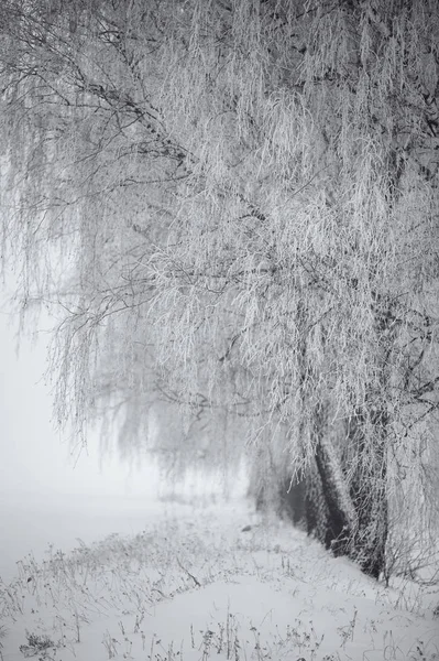 Svart Och Vit Vinter Björkar Dimman Vitryssland Januari — Stockfoto
