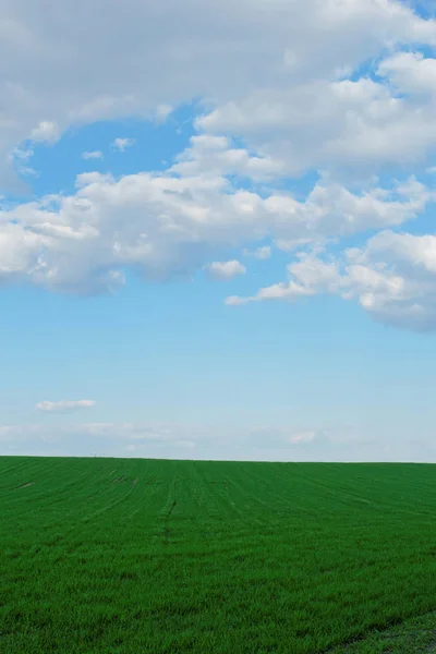 Campo Trigo Verde Bajo Cielo Azul Nublado — Foto de Stock