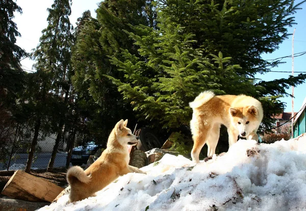 Akita Inu Hündin Und Welpe Erklimmen Den Schneehügel — Stockfoto