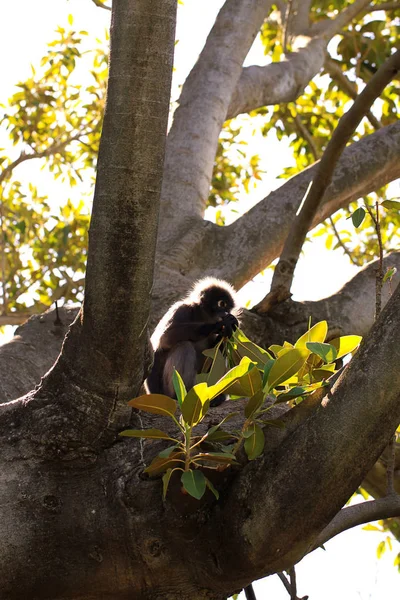 더스키 원숭이 셈노피테쿠스 옵스큐러스 백라이트 무화과 나무에서 — 스톡 사진