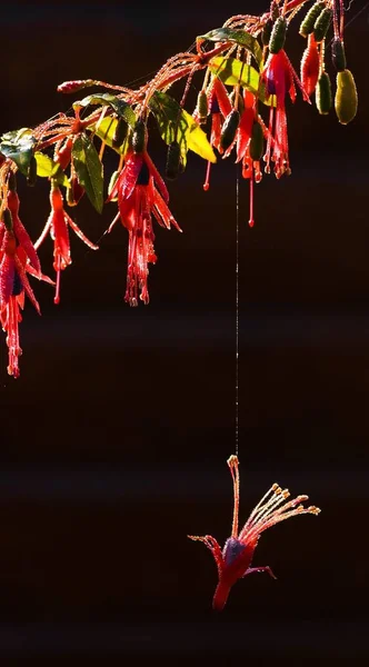 Flor Caída Fúcsia Pendurada Fio Teia Aranha Sol Manhã — Fotografia de Stock