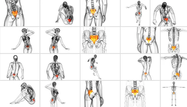 Rendering Medische Illustratie Van Het Sacrum Bot — Stockfoto