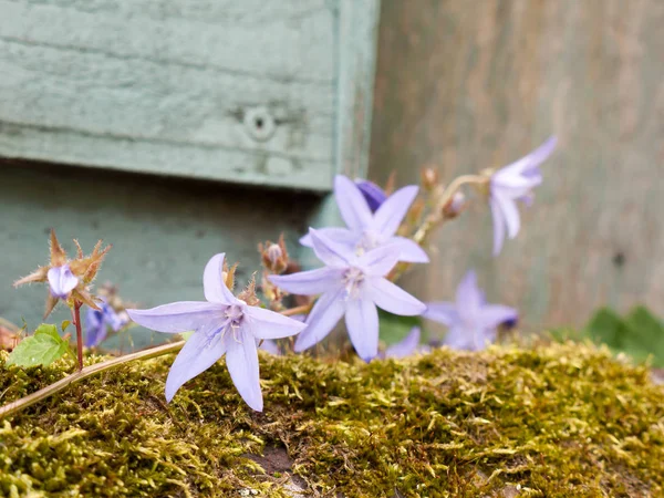 Primer Plano Azul Bonitas Flores Fuera Descansando Seto Essex Inglaterra — Foto de Stock