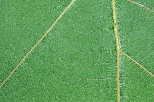 木のような静脈とグリーン リーフの極端なマクロ — ストック写真