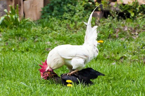 这张图片显示了公鸡和鸡在行动 — 图库照片