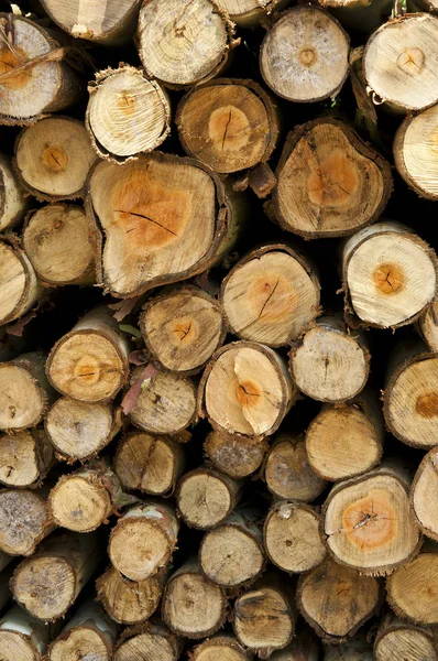 Kışın Yakıt Olarak Kullanılmak Üzere Yakacak Odun — Stok fotoğraf