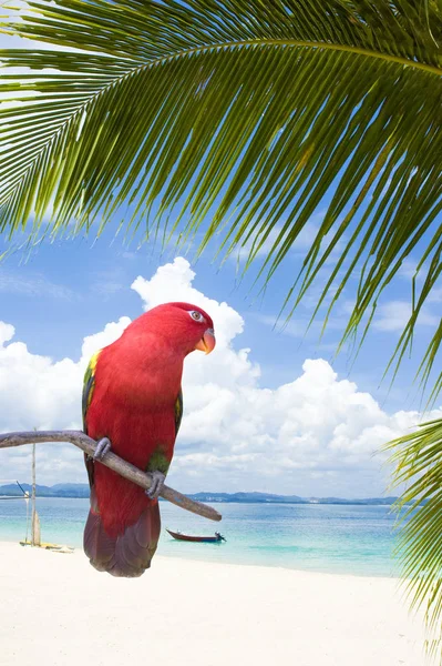 Loro Pájaro Una Playa Azul — Foto de Stock