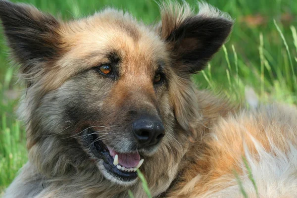 Jeune Collie Berger Mélange Chien — Photo