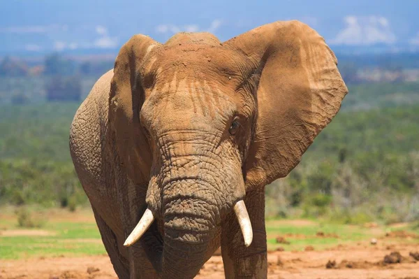 Retrato Cerca Elefante Africano Masculino —  Fotos de Stock