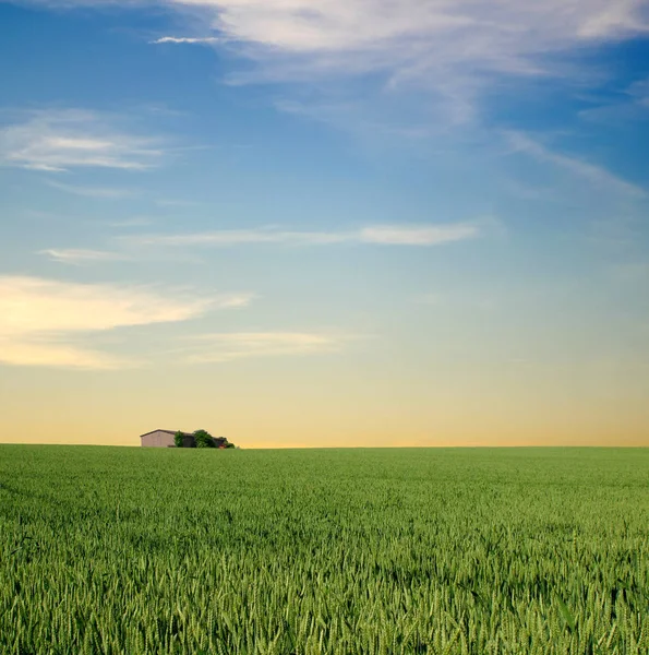 Campo Con Una Granja — Foto de Stock