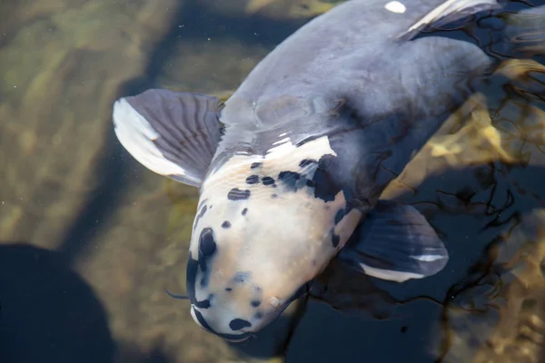 Koi Ψάρια Cyprinus Carpio Haematopterus Τρώει Μια Λίμνη Koi Στην — Φωτογραφία Αρχείου