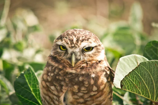 Portrait of burrowing owl sunlit among green vegetation