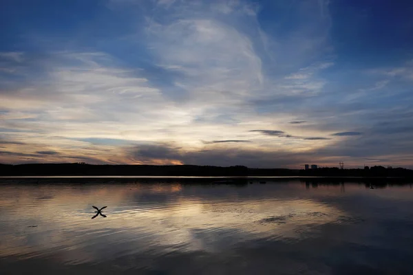 水とカモメの空の反射と都市の池の夕日 — ストック写真
