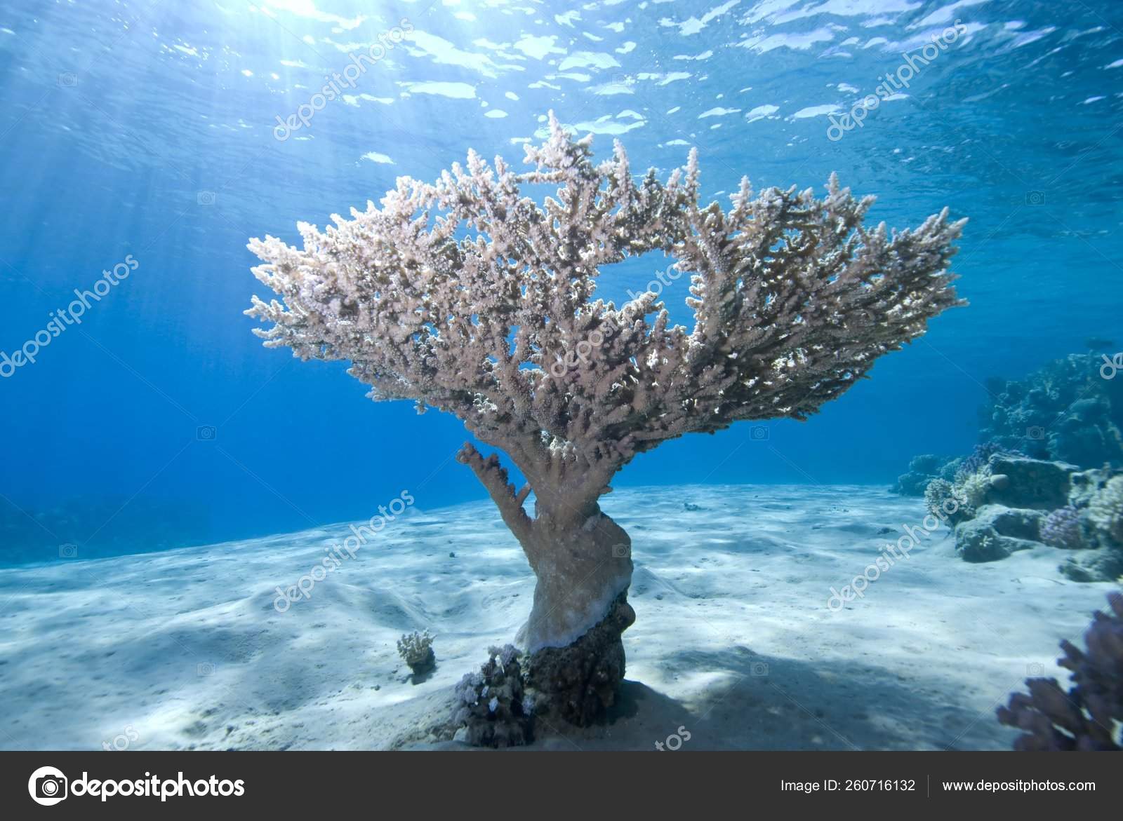 Wide Angle View Single Table Coral Acropora Pharaonis Sandy Ocean