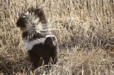 Striped Skunk (Mephitis mephitis) of the family Mustelidae, is characterized by its conspicuous black and white markings and use of a strong, highly offensive odor for defense. clipart