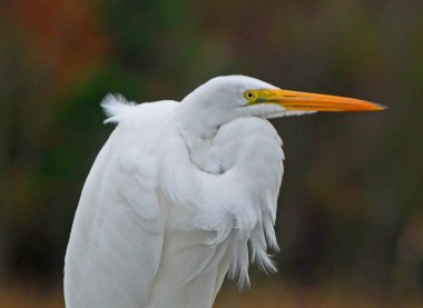 Close up of a Great White Heron clipart