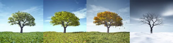 Dört Mevsim Güzel Bir Ağacındaki Görüntüsü — Stok fotoğraf