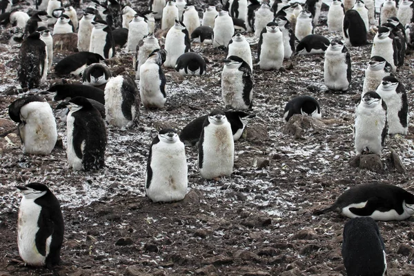 Wild Podbradní Řemínek Tučňáka Stojící Poloostrov Antarktidy — Stock fotografie