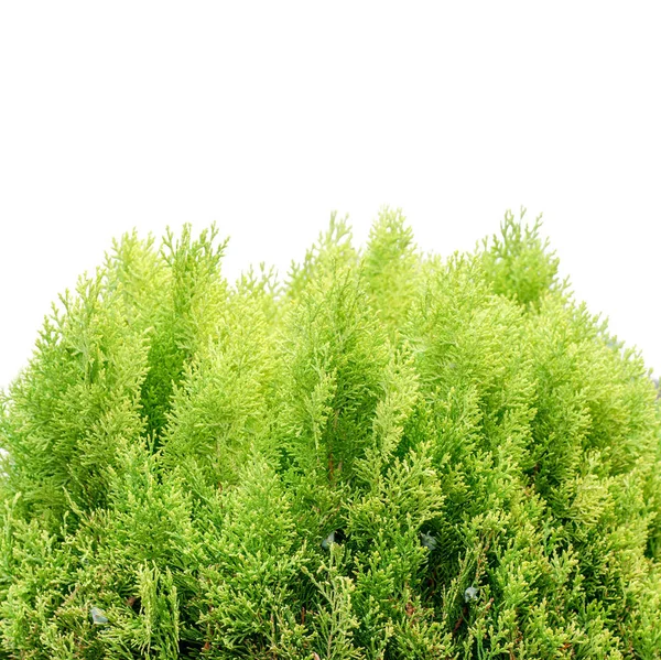 Thuja Jovem Verde Isolado Sobre Branco — Fotografia de Stock