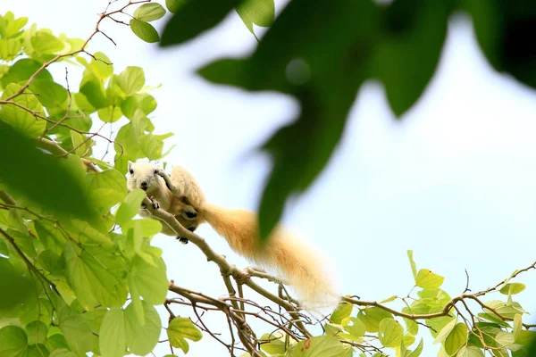 알비노 다람쥐가 나무에서 먹이를 — 스톡 사진