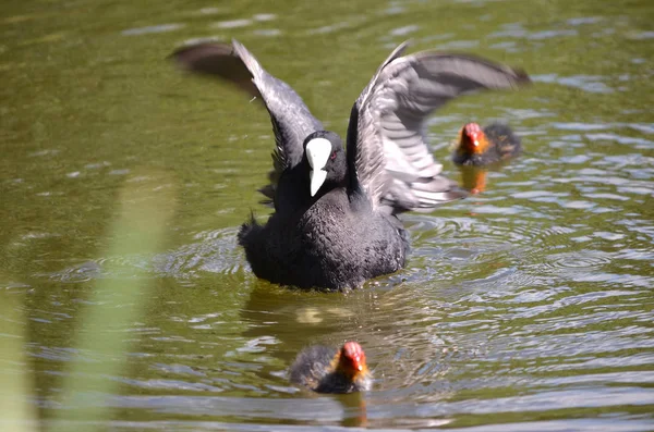 Rodzina Coot Planten Blomen Hamburg Niemcy — Zdjęcie stockowe