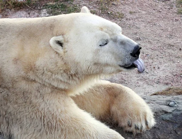 Orso Bianco Polare Tempo Caldo — Foto Stock
