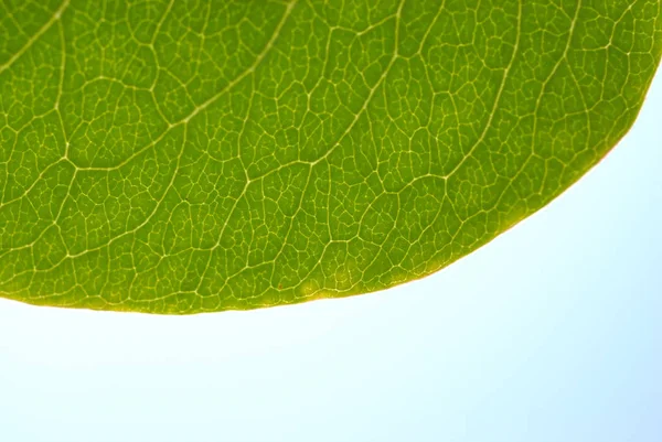 Feuille Verte Isolée Sur Fond Blanc — Photo