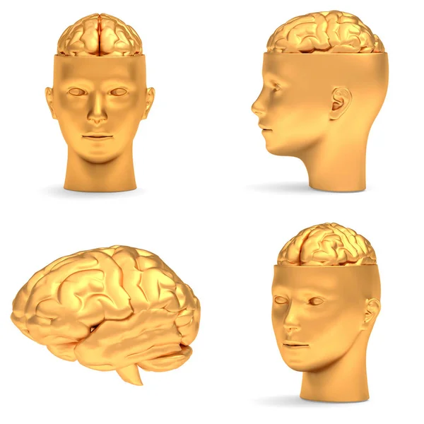Cabeça Ouro Três Projeções Cérebro Isolado Sobre Branco — Fotografia de Stock