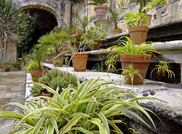 Garden Holticulture Series Immagini Raffiguranti Vari Giardini Mediterranei — Foto Stock