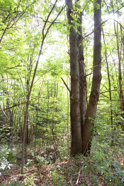 Вид Зеленое Дерево Деревом Переднем Плане — стоковое фото