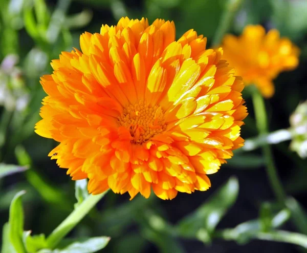 Zümrüt Yeşil Arasında Güneşli Parlak Sarı Çiçek — Stok fotoğraf