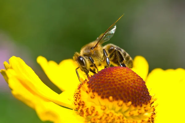 Nahaufnahme Einer Kleinen Biene Die Nektar Auf Der Gelben Blume — Stockfoto