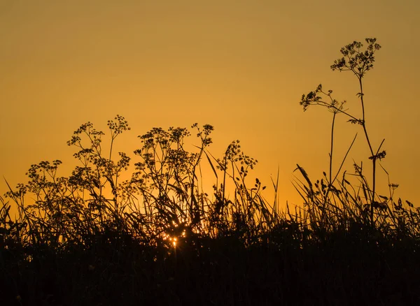 Erbe Fiori Selvatici Sagomati Contro Cielo Arancione All Alba — Foto Stock