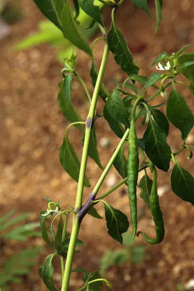 緑のチリのあるチリの植物 — ストック写真