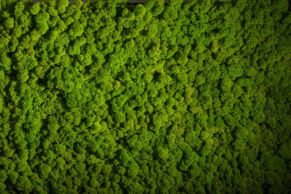 Reindeer Moss Wall Green Wall Decoration Made Reindeer Lichen Cladonia — Stock Photo, Image