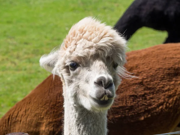 Retrato Cerca Una Alpaca Blanca Con Animales Negros Marrones Fondo —  Fotos de Stock