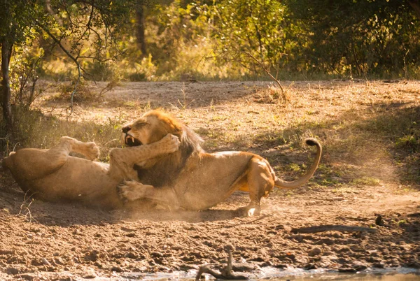 Older lion biting younger lion's leg in a fight
