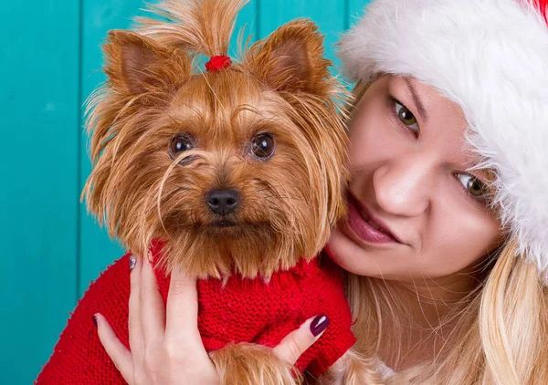 Hermosa Chica Sombrero Santa Con Perro Yorkie Suéter Rojo — Foto de Stock