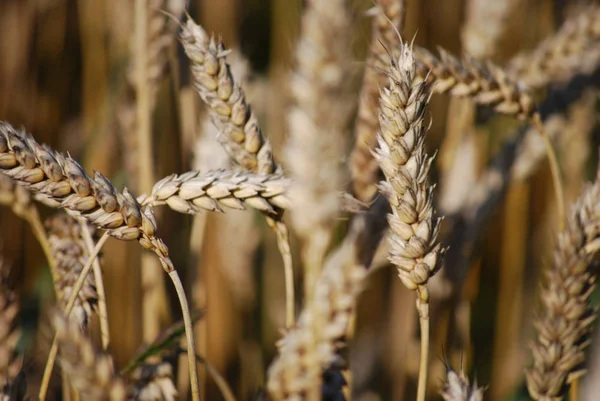 Immagine Campo Cereali — Foto Stock