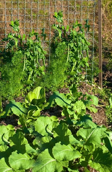 Verduras Verdes Saludables Primavera Guisantes Jardín Ecológicos Boc Choy — Foto de Stock