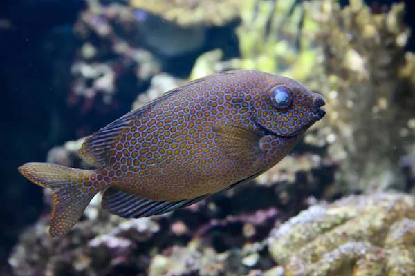 Wrasse Leopard Rafie Koralowej — Zdjęcie stockowe